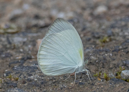 The butterfly Eurema albula photographed in Arosemena Tola,Ecuador