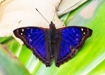 The butterfly Doxocopa agathina photographed in Ecuador