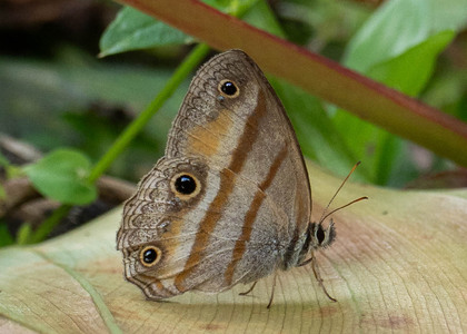The butterfly Cissia penelope photographed in Arosemena Tola,Ecuador
