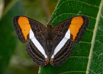 The butterfly Adelpha cytherea victrix photographed in Ecuador
