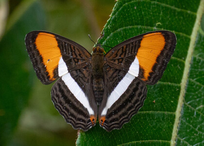 The butterfly Adelpha cytherea cytherea photographed in Arosemena Tola,Ecuador