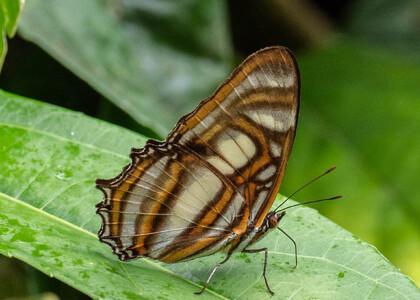 The butterfly Metamorpha elissa photographed in Arosemena Tola,Ecuador