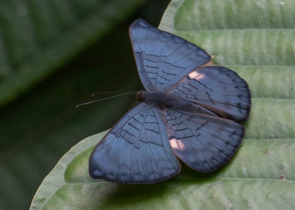 The butterfly Emesis condigna photographed in Ecuador
