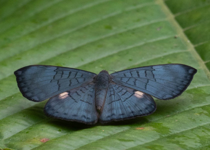 The butterfly Emesis condigna photographed in Ecuador