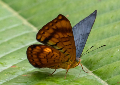 The butterfly Emesis condigna photographed in Ecuador