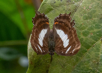 The butterfly Metamorpha elissa photographed in Ecuador