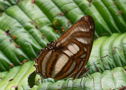 The butterfly Metamorpha elissa photographed in Ecuador