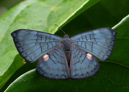 The butterfly Emesis condigna photographed in Arosemena Tola,Ecuador