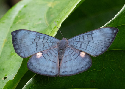The butterfly Emesis condigna photographed in Ecuador