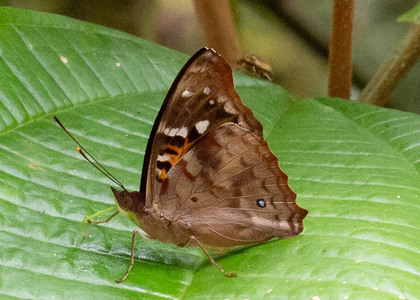 The butterfly Doxocopa agathina photographed in Arosemena Tola,Ecuador