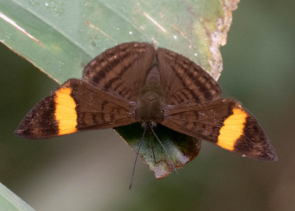 The butterfly Emesis cypria photographed in Arosemena Tola,Ecuador