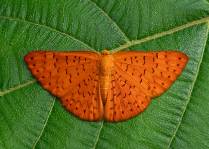The butterfly Emesis fatimella nobilata photographed in Ecuador