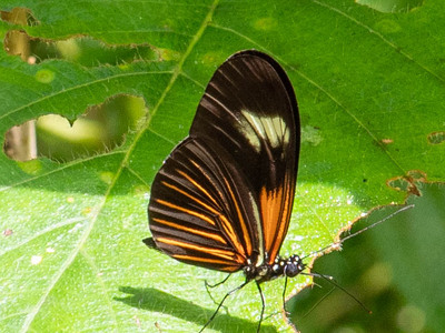 The butterfly Heliconius erato lativitta photographed in Ecuador