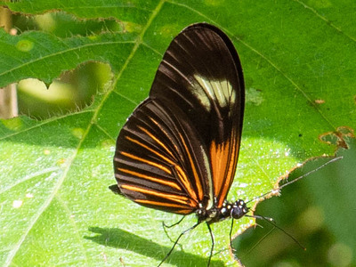 The butterfly Heliconius erato photographed in Ecuador