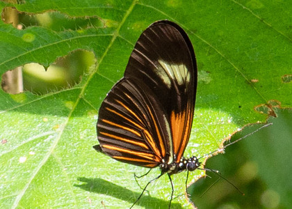 The butterfly Heliconius erato lativitta photographed in Ecuador