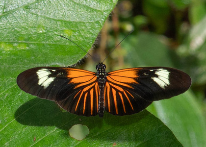 The butterfly Heliconius erato photographed in Arosemena Tola,Ecuador
