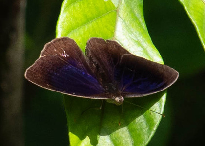The butterfly Eunica clytia photographed in Ecuador