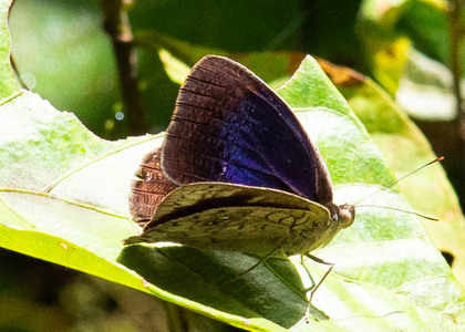 The butterfly Eunica clytia photographed in Ecuador