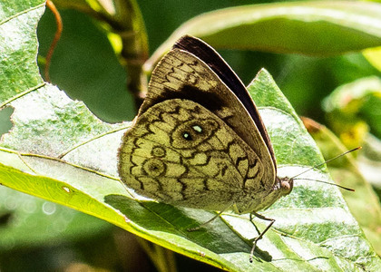The butterfly Eunica clytia photographed in Arosemena Tola,Ecuador