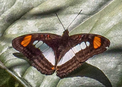 The butterfly Adelpha serpa diadochus photographed in Ecuador