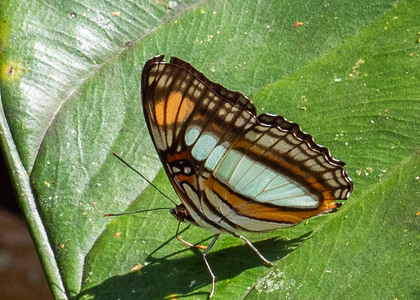The butterfly Adelpha serpa diadochus photographed in Ecuador