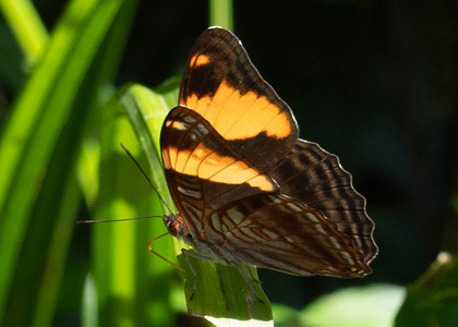 The butterfly Adelpha boreas photographed in Ecuador