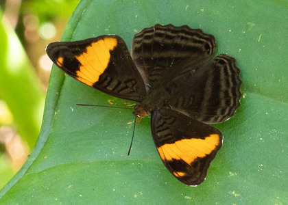 The butterfly Adelpha boreas photographed in Ecuador