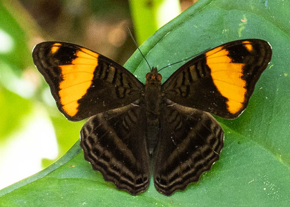 The butterfly Adelpha boreas photographed in Arosemena Tola,Ecuador