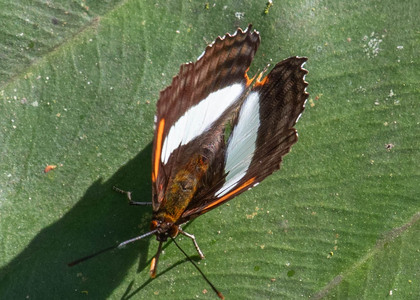 The butterfly Adelpha serpa diadochus photographed in Ecuador