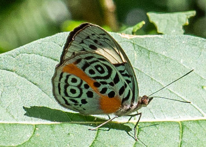 The butterfly Eunica sophonisba agele photographed in Arosemena Tola,Ecuador