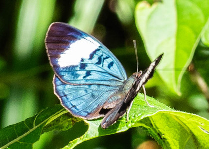 The butterfly Eunica sophonisba agele photographed in Ecuador