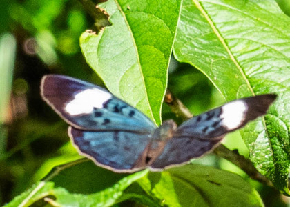 The butterfly Eunica sophonisba agele photographed in Ecuador