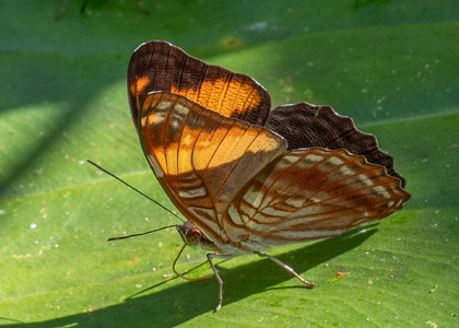 The butterfly Adelpha boreas photographed in Ecuador