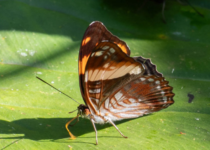 The butterfly Adelpha boreas photographed in Ecuador