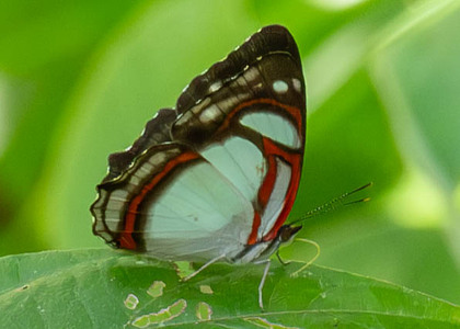The butterfly Pyrrhogyra otolais olivenca photographed in Arosemena Tola,Ecuador