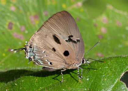The butterfly Oenomaus mancha photographed in Ecuador