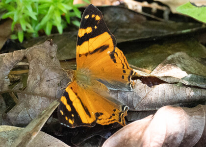 The butterfly Hypanartia lethe photographed in Arosemena Tola,Ecuador