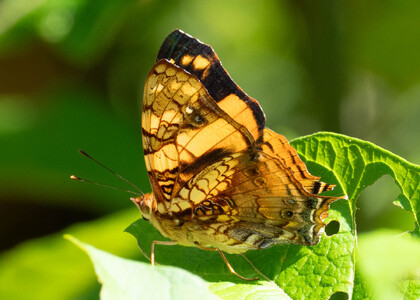 The butterfly Hypanartia lethe photographed in Ecuador