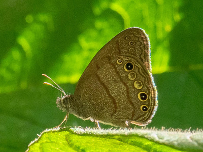 The butterfly Hermeuptychia cf. cucullina photographed in Arosemena Tola,Ecuador