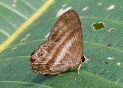 The butterfly Pelolasia melaphaea melaphaea photographed in Ecuador