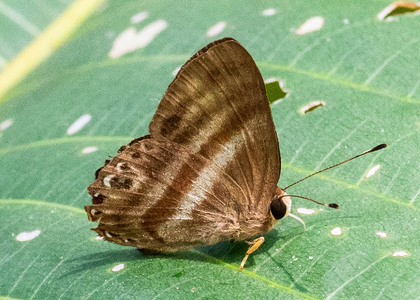 The butterfly Pelolasia melaphaea melaphaea photographed in Ecuador