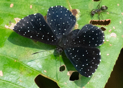 The butterfly Echydna punctata photographed in Arosemena Tola,Ecuador