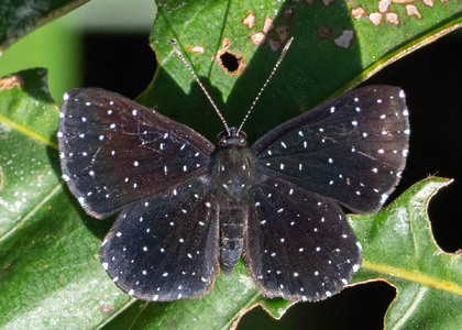 The butterfly Echydna punctata photographed in Ecuador