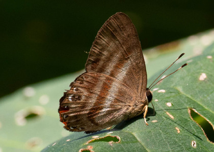 The butterfly Pelolasia melaphaea melaphaea photographed in Ecuador