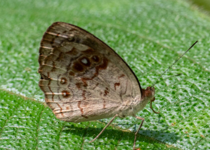 The butterfly Eunica marsolia fasula photographed in Arosemena Tola,Ecuador