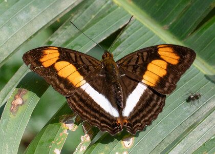 The butterfly Adelpha melona photographed in Arosemena Tola,Ecuador