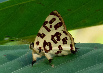 The butterfly Anteros bracteata photographed in Ecuador