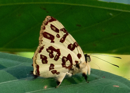 The butterfly Anteros bracteata photographed in Ecuador