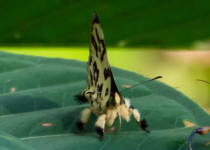 The butterfly Anteros bracteata photographed in Ecuador