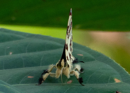 The butterfly Anteros bracteata photographed in Ecuador